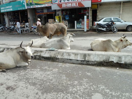 Cows Of Udaipur